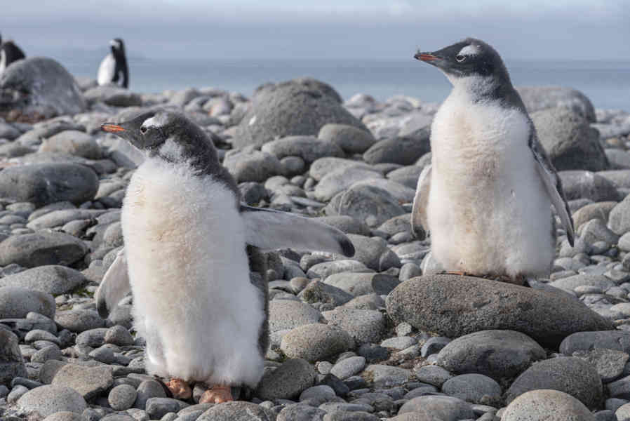Pingüino Papua o Gentoo cría - isla Robert - islas Shetland del Sur 03.jpg